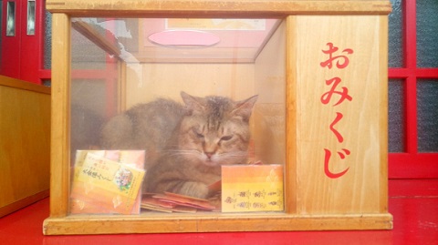 寺の猫