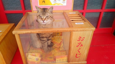 寺の猫