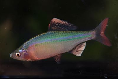 IUCNレッドリスト