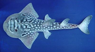 IUCNレッドリスト