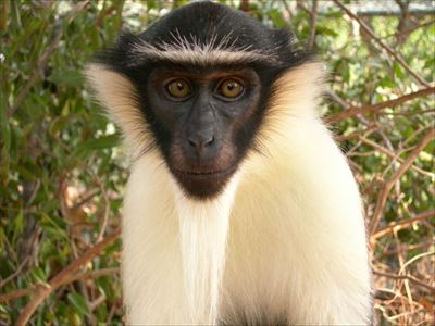 IUCNレッドリスト