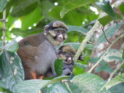 IUCNレッドリスト