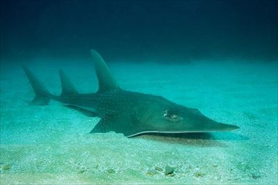 IUCNレッドリスト