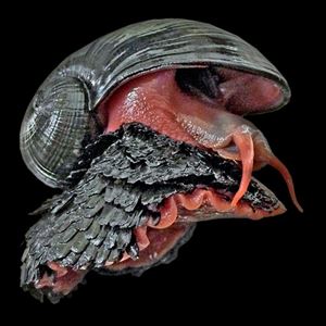 IUCNレッドリスト