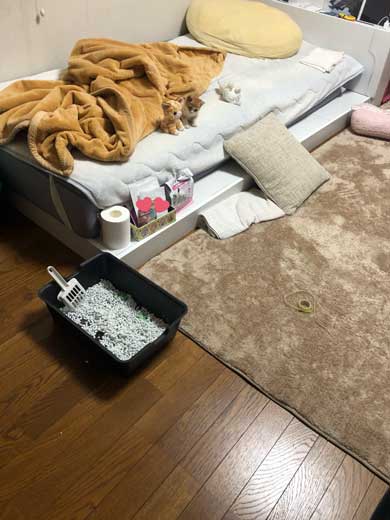 子猫 ぬいぐるみ 一緒 寄り添う 保護 かわいい