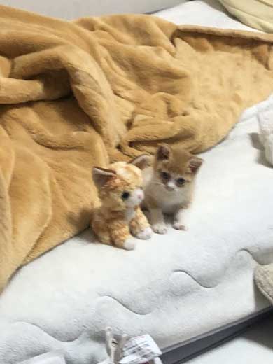 子猫 ぬいぐるみ 一緒 寄り添う 保護 かわいい