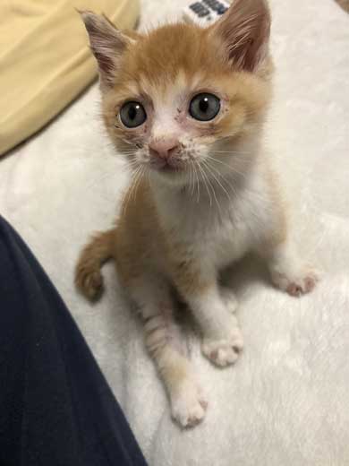 子猫 ぬいぐるみ 一緒 寄り添う 保護 かわいい