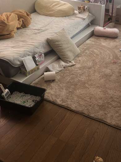子猫 ぬいぐるみ 一緒 寄り添う 保護 かわいい