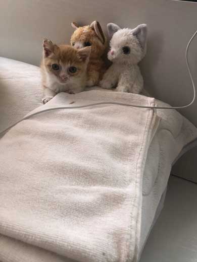 子猫 ぬいぐるみ 一緒 寄り添う 保護 かわいい