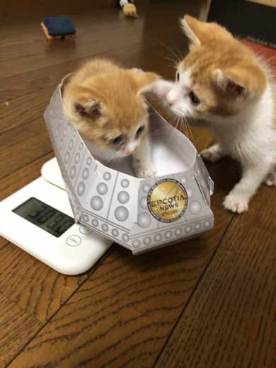 子猫 ぬいぐるみ 一緒 寄り添う 保護 かわいい
