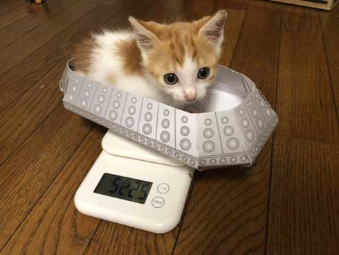 子猫 ぬいぐるみ 一緒 寄り添う 保護 かわいい