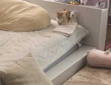 子猫 ぬいぐるみ 一緒 寄り添う 保護 かわいい