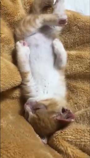 子猫 ぬいぐるみ 一緒 寄り添う 保護 かわいい