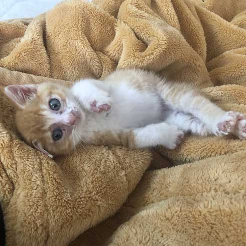 子猫 ぬいぐるみ 一緒 寄り添う 保護 かわいい