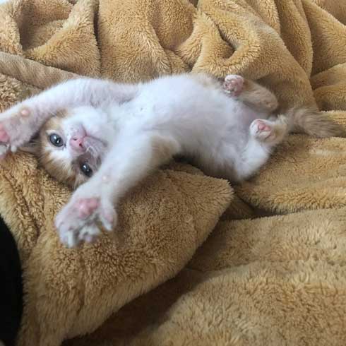 子猫 ぬいぐるみ 一緒 寄り添う 保護 かわいい