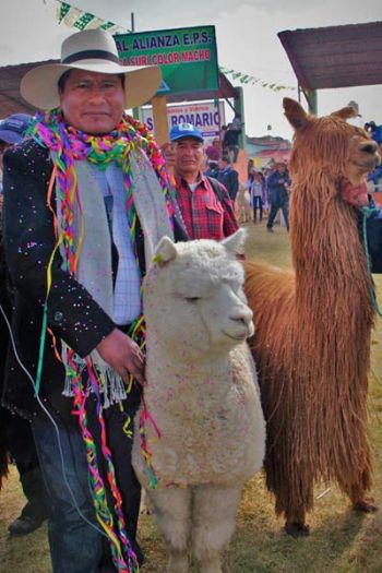 アルパカパレード