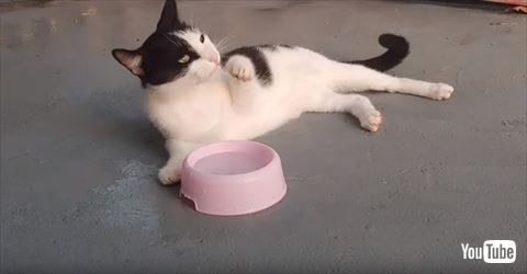 猫