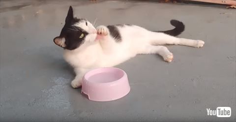 猫