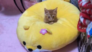 猫 ほっぷ むぎ ドーナツ穴