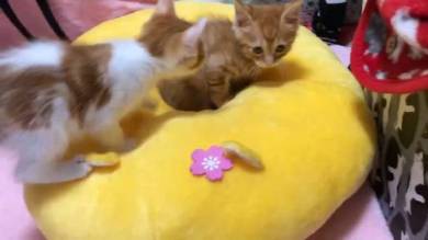 猫 ほっぷ むぎ ドーナツ穴