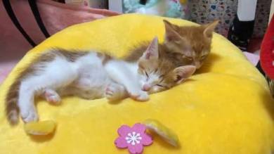 猫 ほっぷ むぎ ドーナツ穴