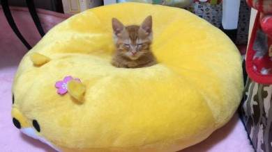 猫 ほっぷ むぎ ドーナツ穴