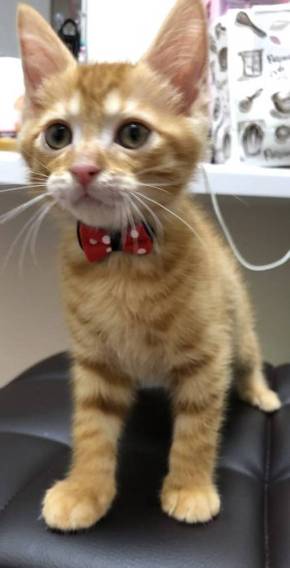 猫 ほっぷ むぎ ドーナツ穴