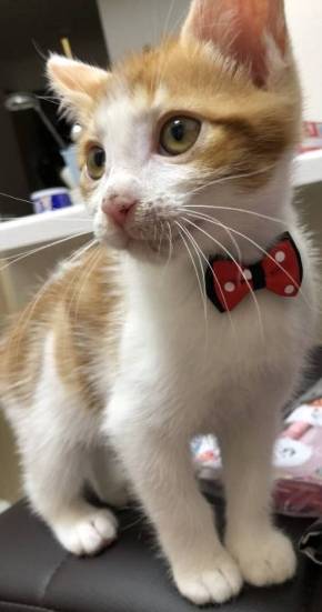 猫 ほっぷ むぎ ドーナツ穴