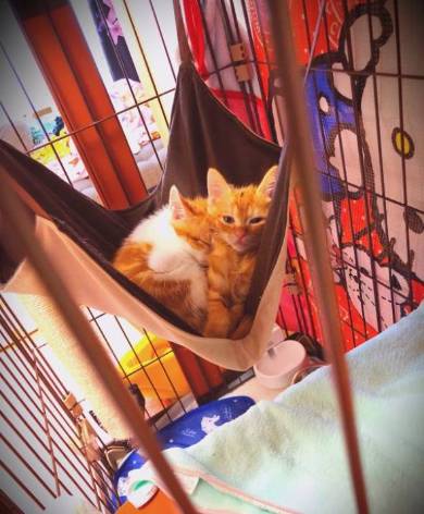 猫 ほっぷ むぎ ドーナツ穴