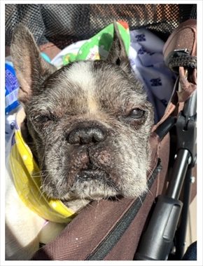 松居直美 豆 ブログ 老犬 亡くなる 愛犬