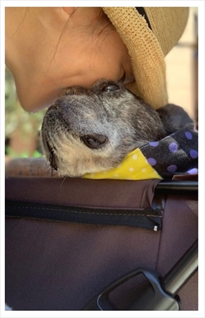 松居直美 豆 ブログ 老犬 亡くなる 愛犬