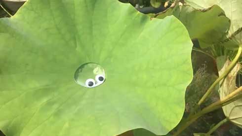 蓮 葉 スライムがあらわれた 水 目玉 ぷよぷよ カルシファー