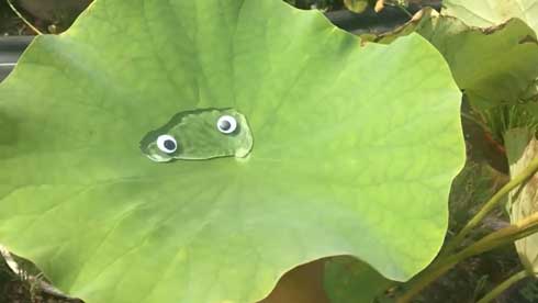 蓮 葉 スライムがあらわれた 水 目玉 ぷよぷよ カルシファー