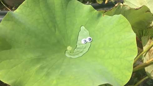 蓮 葉 スライムがあらわれた 水 目玉 ぷよぷよ カルシファー