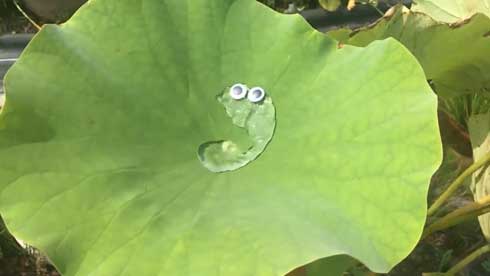 蓮 葉 スライムがあらわれた 水 目玉 ぷよぷよ カルシファー