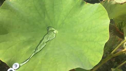 蓮 葉 スライムがあらわれた 水 目玉 ぷよぷよ カルシファー