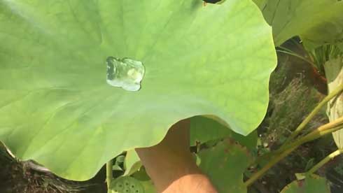 蓮 葉 スライムがあらわれた 水 目玉 ぷよぷよ カルシファー