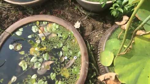 蓮 葉 スライムがあらわれた 水 目玉 ぷよぷよ カルシファー