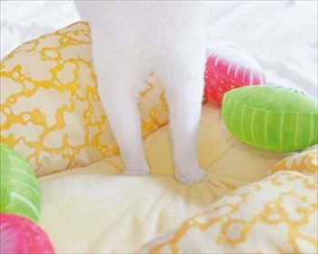 にゃんこクレープオムレット