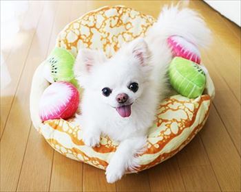 にゃんこクレープオムレット