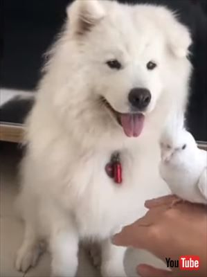 犬