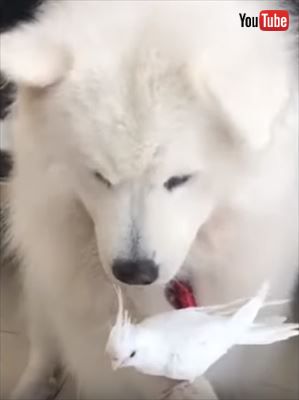犬