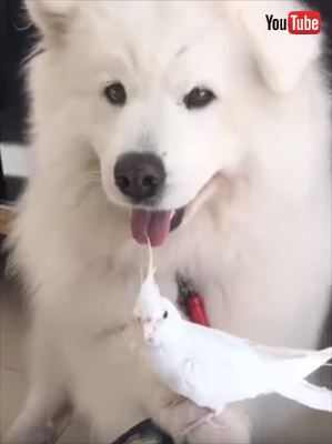 犬