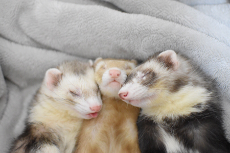 フェレット3兄弟
