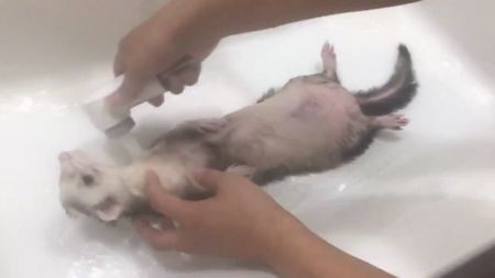 お風呂で左上を見る小豆さん