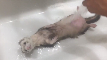 お腹にシャワーをあびる小豆さん