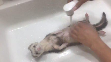 少しこっちを見る小豆さん