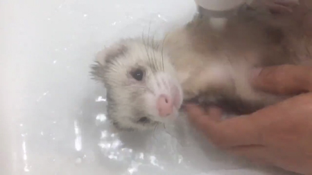 お風呂小豆さんアップ