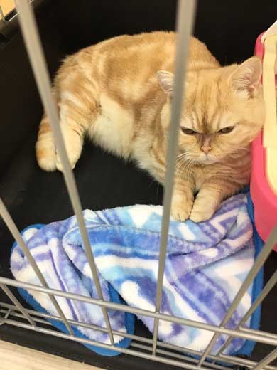 一年間愛され続けた 猫 変化 顔 表情 変わる かわいい ペットショップ