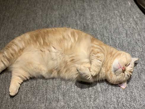 一年間愛され続けた 猫 変化 顔 表情 変わる かわいい ペットショップ